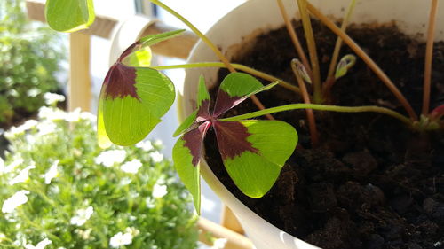 Close-up of green plant