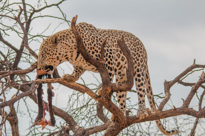 Low angle view of a cat on tree