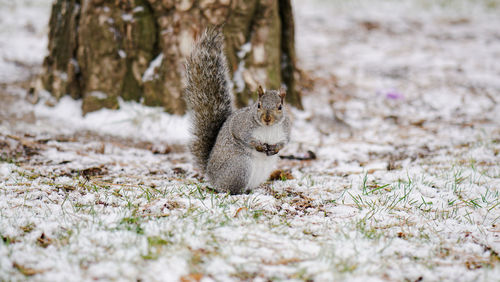 Squirrel against tree on snow covered field