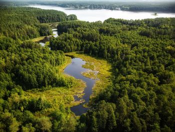 Scenic view of lake amidst trees in forest