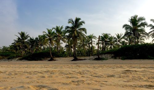 Palm trees on beach