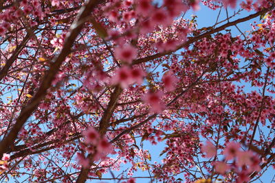 Low angle view of cherry blossom tree