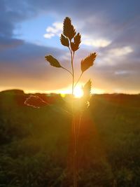 Scenic view of field against sky during sunset