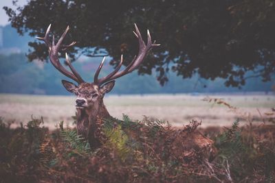 Portrait of deer on field against sky