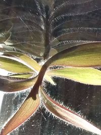 High angle view of plant growing in water