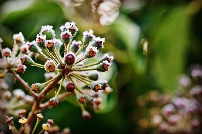 Close-up of plant against blurred background