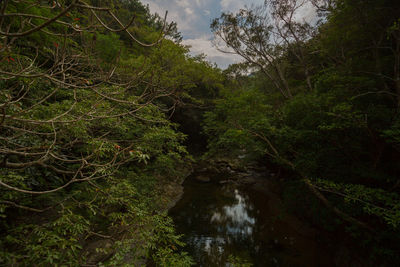 Scenic view of river amidst trees in forest