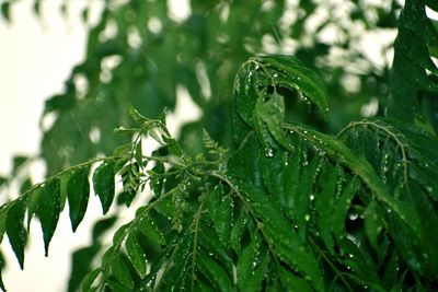 Close-up of raindrops on leaves