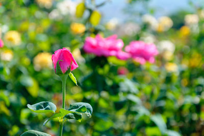 Close-up of pink flowering plant