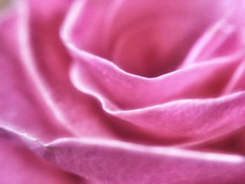 Macro shot of pink flower