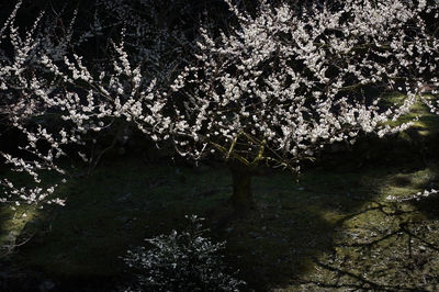 Scenic view of trees