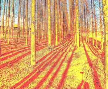 Scenic view of forest during autumn