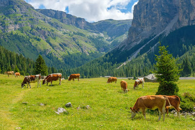 Cows grazing in a field