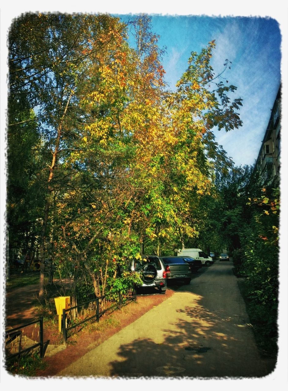 transportation, land vehicle, tree, car, transfer print, mode of transport, road, auto post production filter, street, the way forward, sunlight, growth, day, outdoors, on the move, nature, branch, parked, stationary, sky