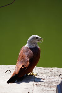 Close-up of bird perching on wood