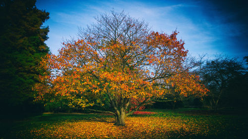 Trees in park during autumn