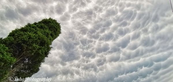 Low angle view of tree against sky