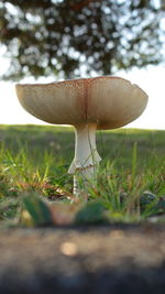 Close-up of mushroom growing on field