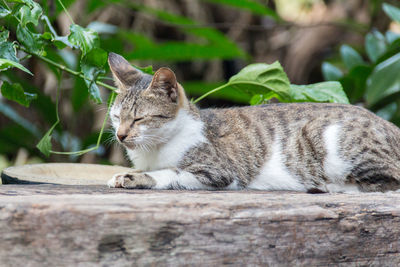 Cat looking away