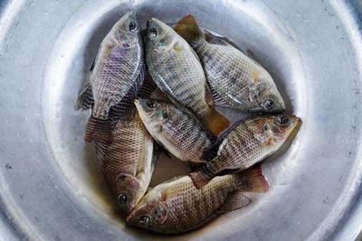 High angle view of fish for sale