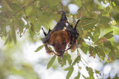 Close-up of bee pollinating on tree