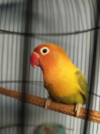 Close-up of parrot in cage