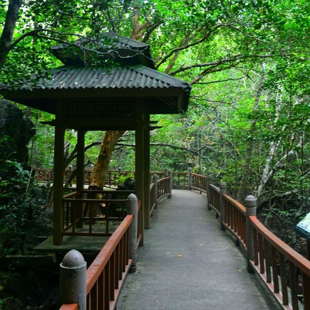 tree, the way forward, built structure, empty, growth, park - man made space, architecture, absence, tranquility, wood - material, bench, railing, nature, gazebo, footpath, tree trunk, walkway, day, green color, no people