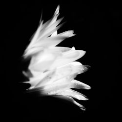 Close-up of flower against black background