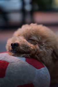 Close-up of a dog