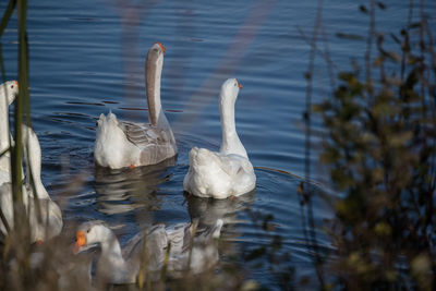 Swans swimming in lake
