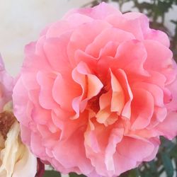 Close-up of pink rose