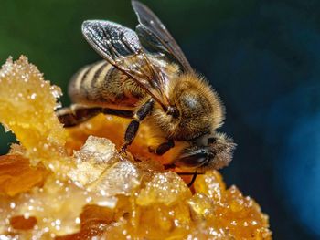 Close-up of bee pollinating on flower