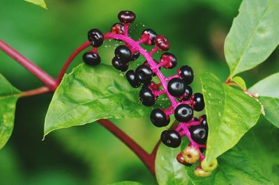 Close-up of green leaves