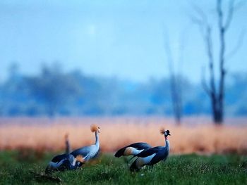 Flock of birds on grass