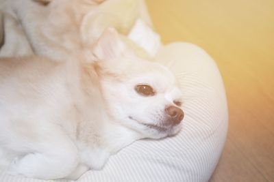 Close-up of white dog