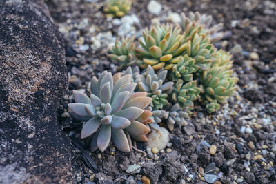 Close-up of plant