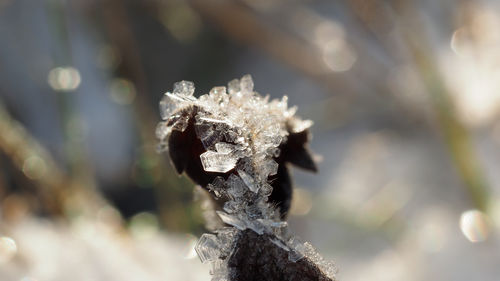 Close up of flower