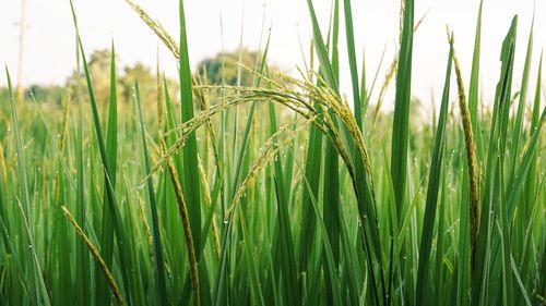 Close-up of wheat field