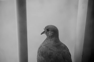 Close-up of bird perching outdoors