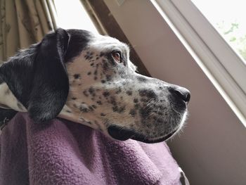 Close-up of a dog looking away