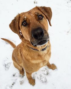 Close-up portrait of dog sitting on snow