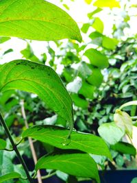 Close-up of insect on plant