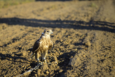Bird perching on a field