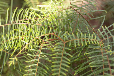 Close-up of fern