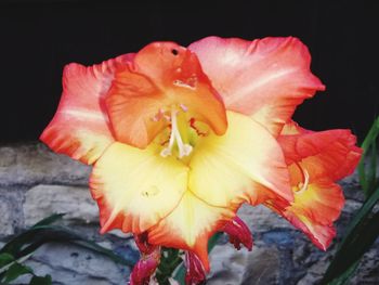 Close-up of red flower against black background