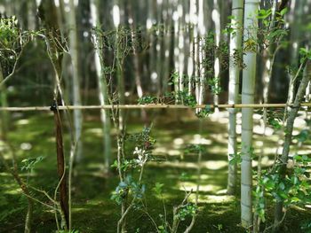 Close-up of bamboo plants in forest