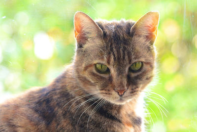 Close-up portrait of a cat