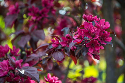 Close-up of pink flowering plant