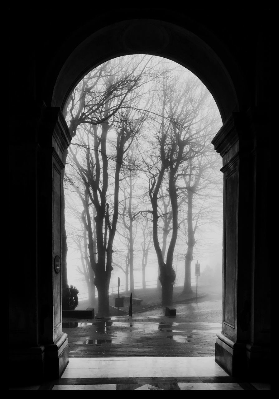 VIEW OF BARE TREES