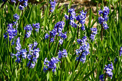 Close-up of purple flowering plants on field